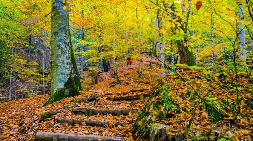 Daily Sapanca Masukiye Tour from Kocaeli photo 5