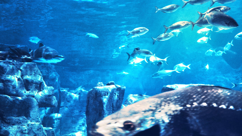 Aquarium & Aqua Florya Shopping Mall Tour Istanbul – Family-Friendly Marine Adventure photo 4