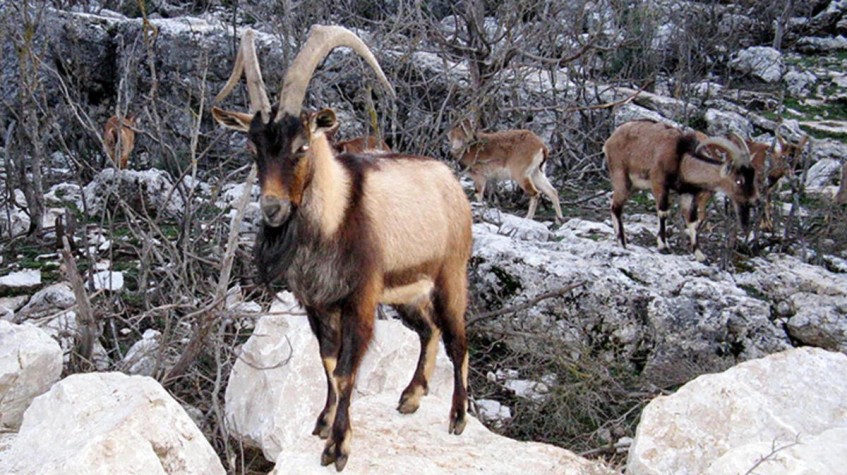 4 Days Hunting Bezoar Ibex Package Antalya photo 2