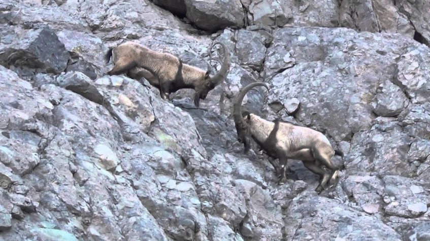 4 Days Hunting Bezoar Ibex Package Antalya photo 3