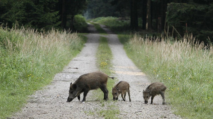 4 Days Hunting Wild Boar Package Antalya photo 5