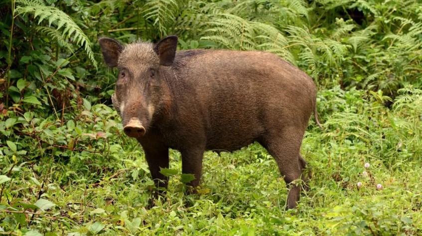 4 Days Hunting Wild Boar Package Antalya photo 8