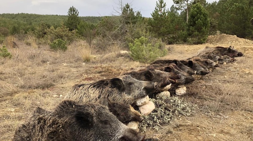 4 Days Hunting Wild Boar Package Antalya photo 9