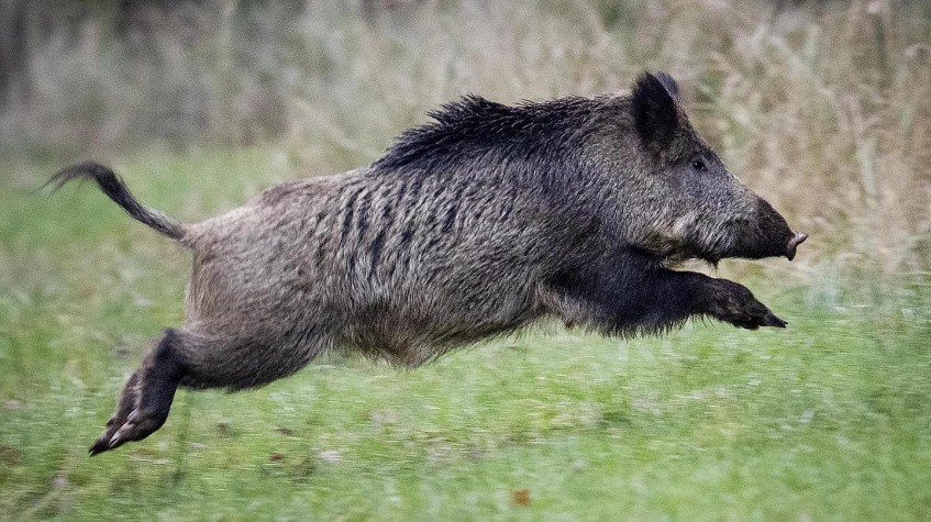 4 Days Hunting Wild Boar Package Antalya photo 11