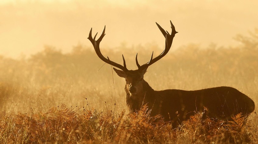 5 Days Hunting Red Stag Package Ankara Tour photo 2