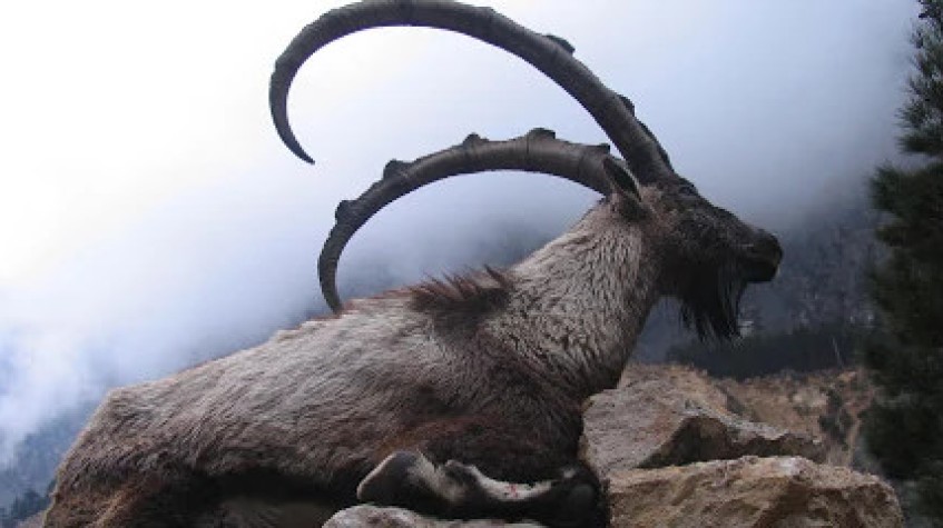 6 Days Hunting Bezoar Ibex Package Antalya photo 2