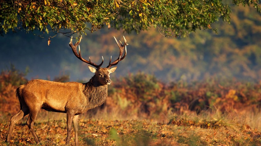 5 Days Hunting Red Stag Package Ankara Tour photo 4
