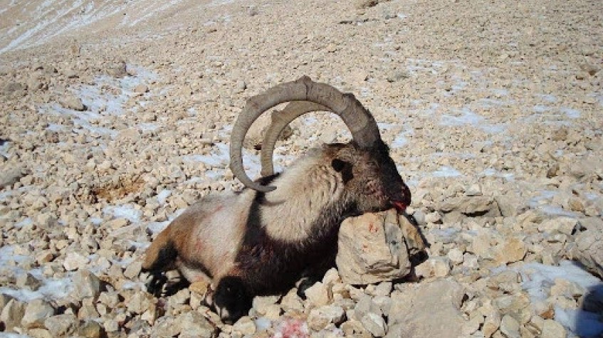 6 Days Hunting Bezoar Ibex Package Antalya photo 8