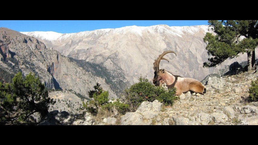 6 Days Hunting Bezoar Ibex Package Antalya photo 16
