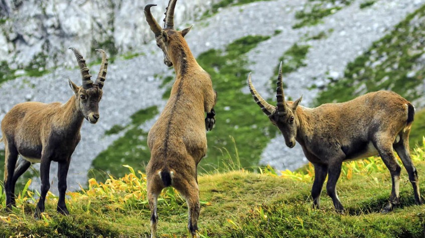 6 Days Hunting Bezoar Ibex Package Antalya photo 20