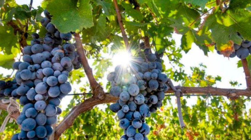 Cappadocia Vineyards & Wine Tasting Experiences photo 3
