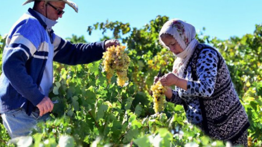 Cappadocia Vineyards & Wine Tasting Experiences photo 4