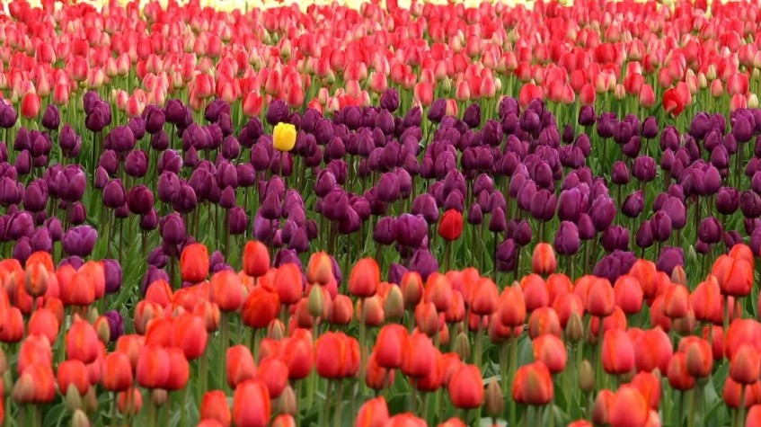 14 Days Healthy Thermal Wellness Turkey photo 41