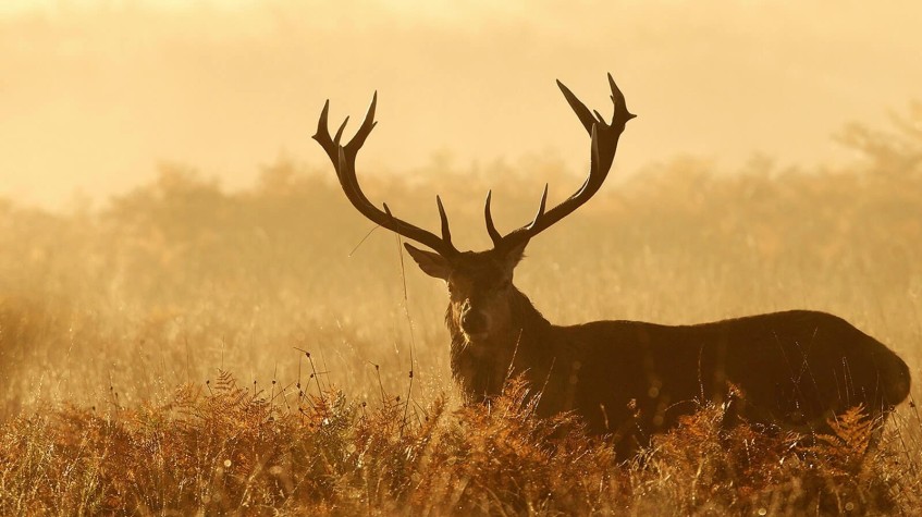 4 Days Hunting Red Stag Package Ankara Tour photo 2