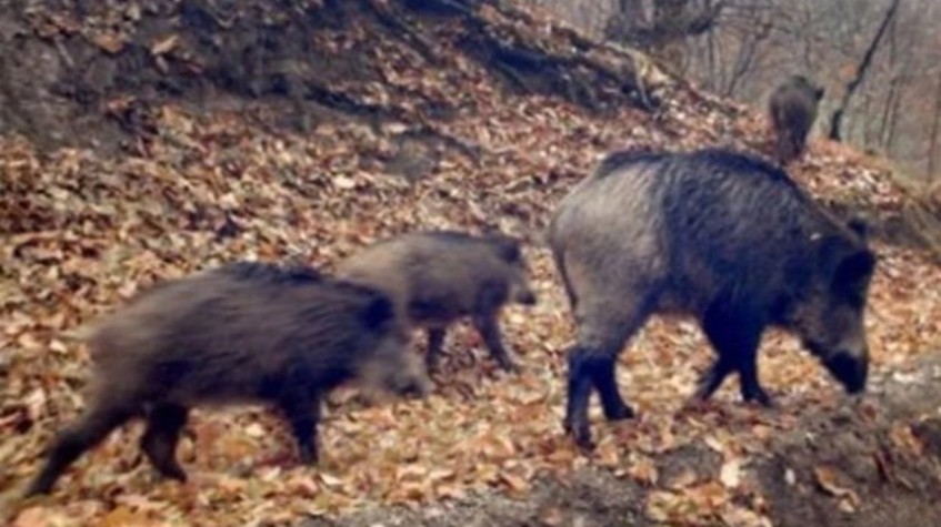 4 Days Hunting Wild Boar Package Antalya photo 3