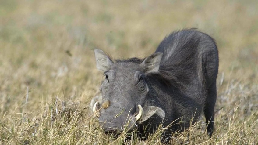 4 Days Hunting Wild Boar Package Antalya photo 4