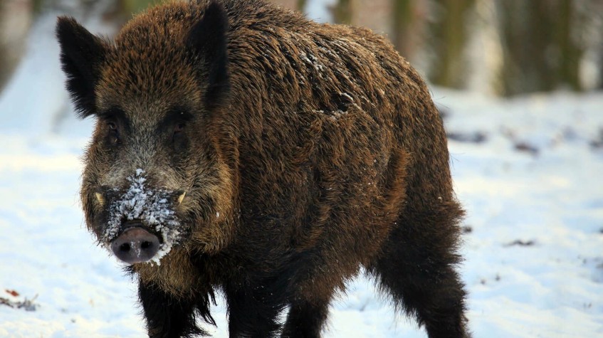 4 Days Hunting Wild Boar Package Antalya photo 6