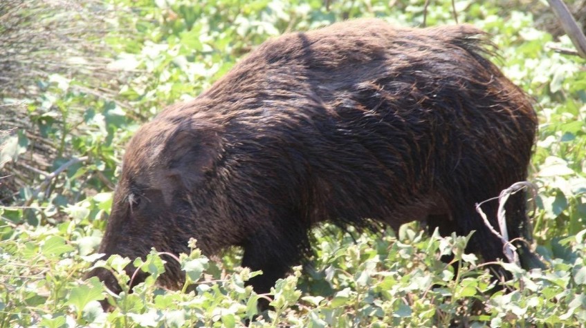 4 Days Hunting Wild Boar Package Antalya photo 7
