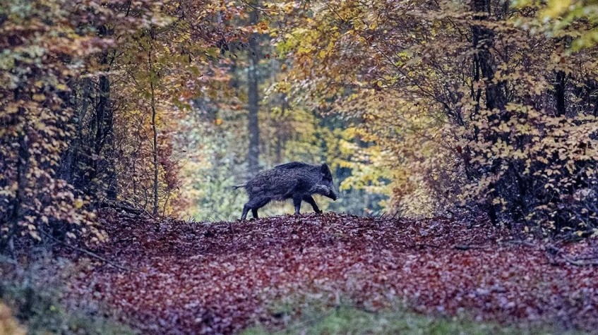 4 Days Hunting Wild Boar Package Antalya photo 10