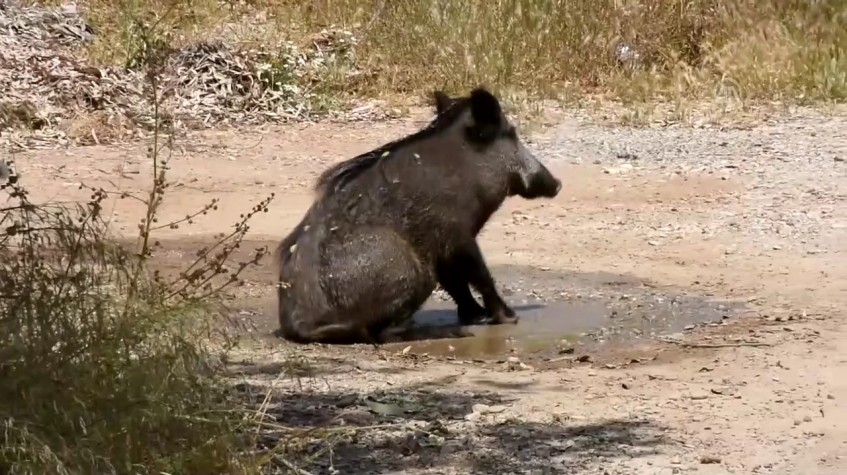 4 Days Hunting Wild Boar Package Antalya photo 12