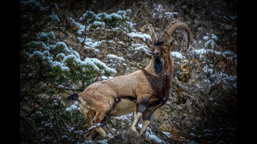 5 Days Hunting Bezoar Ibex Package Kayseri Aladaglar Tour photo 1