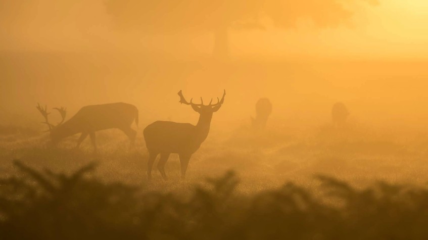 5 Days Hunting Red Stag Package Ankara Tour photo 1