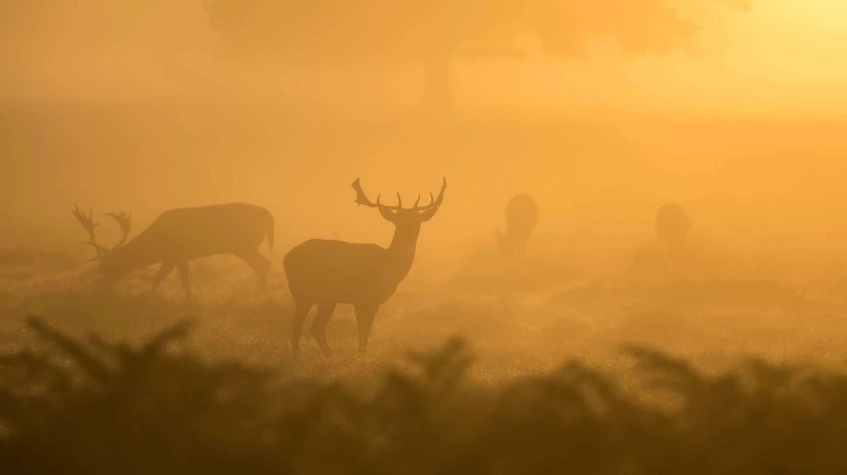 5 Days Hunting Red Stag Package Ankara Tour