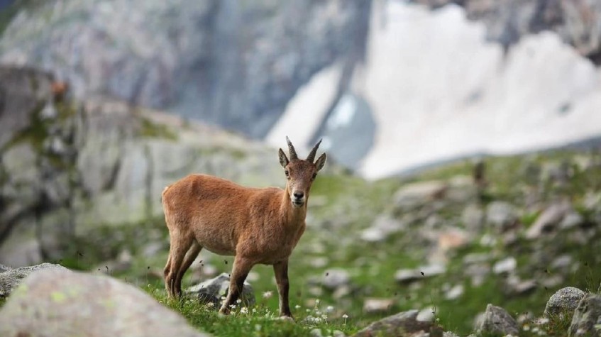 6 Days Hunting Bezoar Ibex Package Antalya photo 1