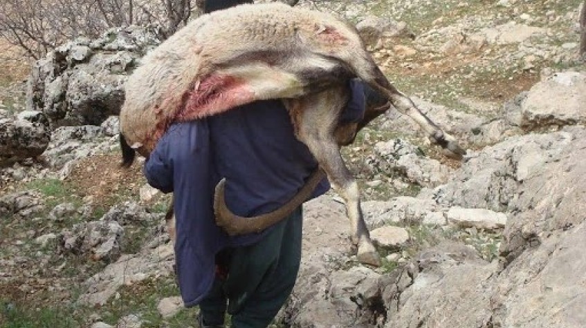 6 Days Hunting Bezoar Ibex Package Antalya photo 7