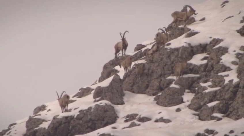 6 Days Hunting Bezoar Ibex Package Antalya photo 6