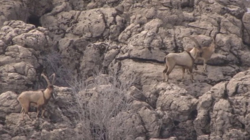 6 Days Hunting Bezoar Ibex Package Antalya photo 9