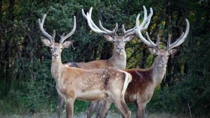 6 Days Hunting Bezoar Ibex Package Antalya photo 10