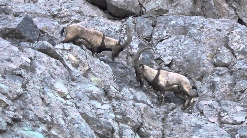 6 Days Hunting Bezoar Ibex Package Antalya photo 17