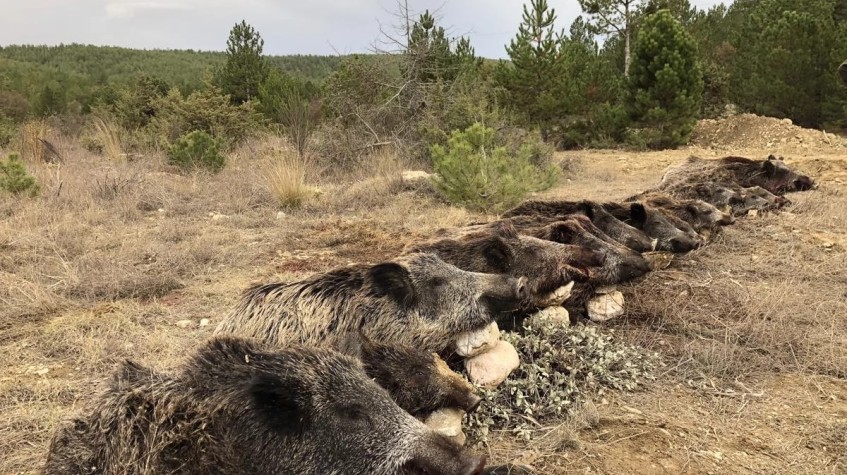 7 Days Hunting Wild Boar Package Antalya photo 1