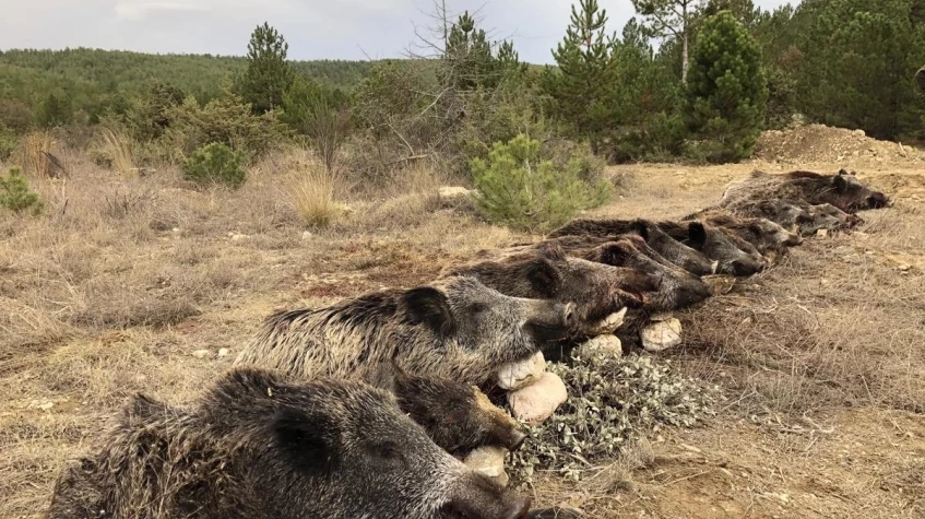 7 Days Hunting Wild Boar Package Antalya