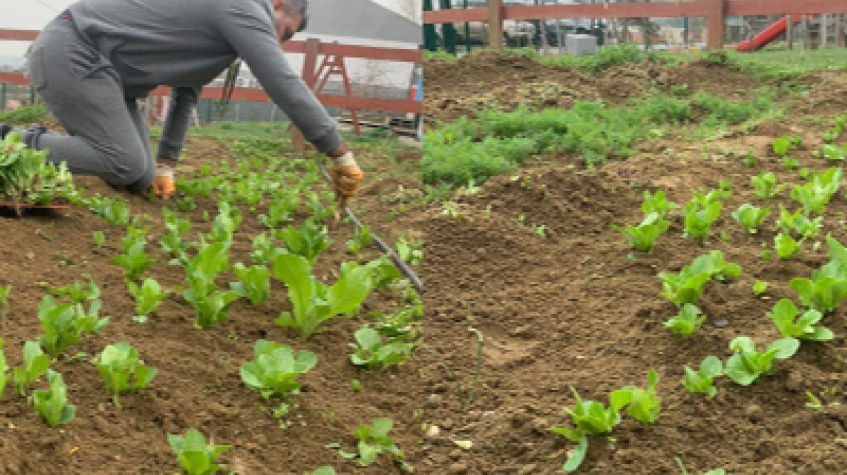 Daily Istanbul Planting Seedlings/Harvest Tour photo 1