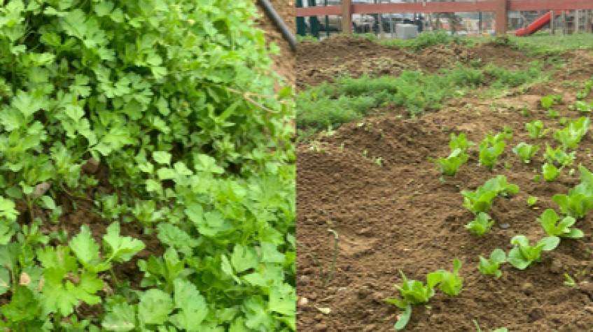 Daily Istanbul Planting Seedlings/Harvest Tour photo 3