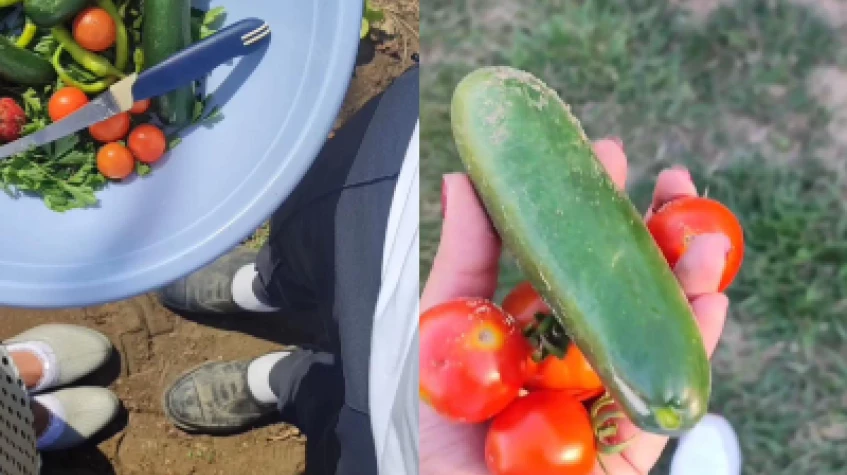 3 Days Istanbul Planting Seedlings/Harvest Tour