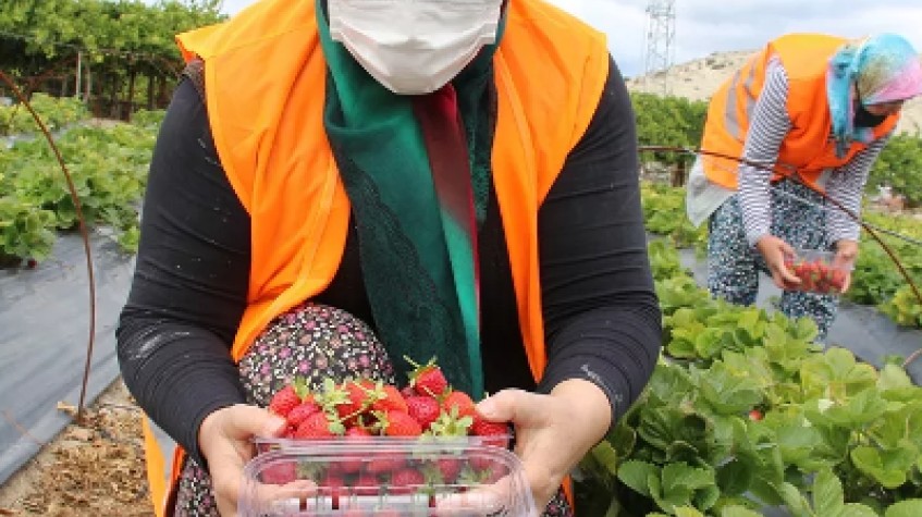 3 Days Istanbul Planting Seedlings/Harvest Tour photo 2
