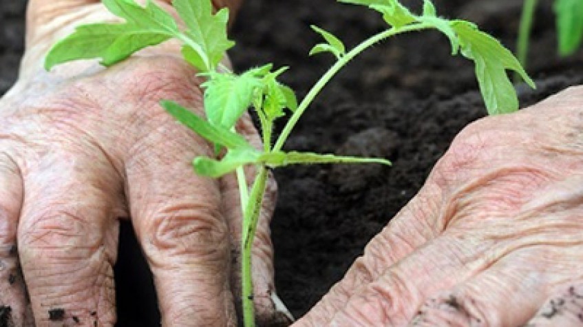 3 Days Istanbul Planting Seedlings/Harvest Tour photo 4