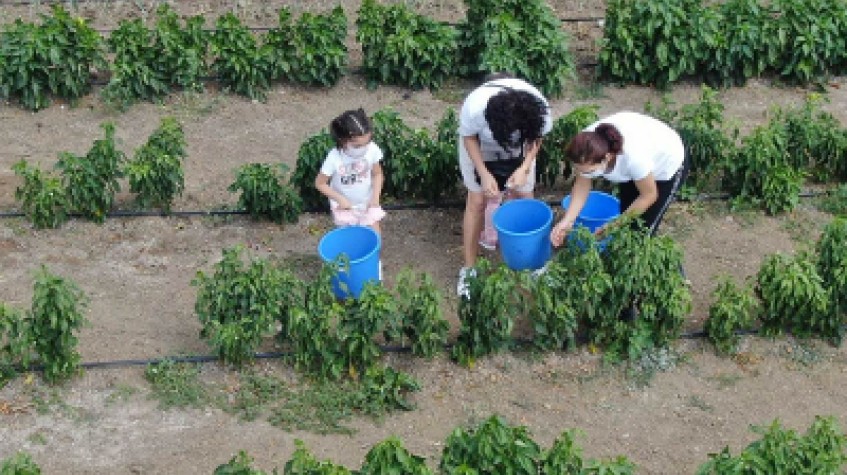 3 Days Istanbul Planting Seedlings/Harvest Tour photo 6