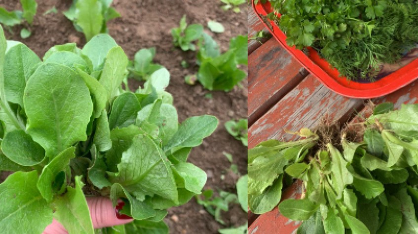 3 Days Istanbul Planting Seedlings/Harvest Tour photo 7