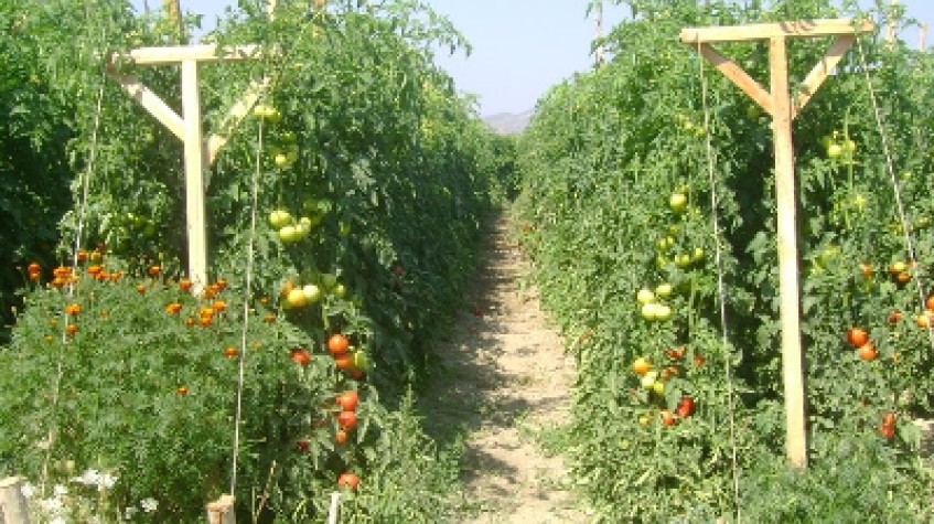 3 Days Istanbul Planting Seedlings/Harvest Tour photo 8