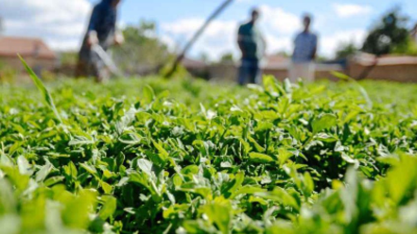 4 Days Antalya Planting Seedlings/Harvest Tour photo 1