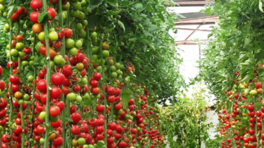 4 Days Antalya Planting Seedlings/Harvest Tour photo 9