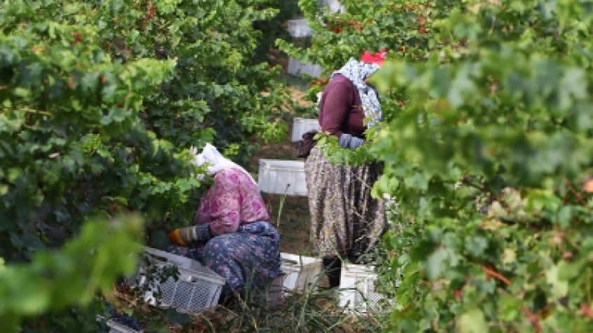 4 Days Istanbul Planting Seedlings/Harvest and Wine Testing Tour photo 3