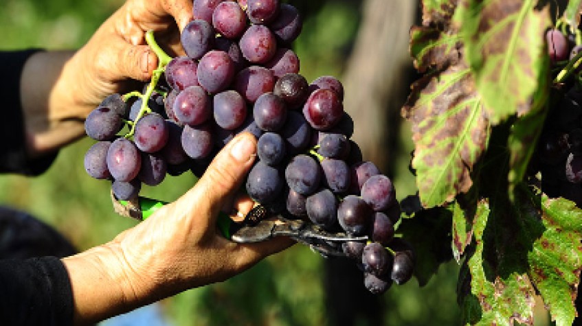 4 Days Istanbul Planting Seedlings/Harvest and Wine Testing Tour photo 4