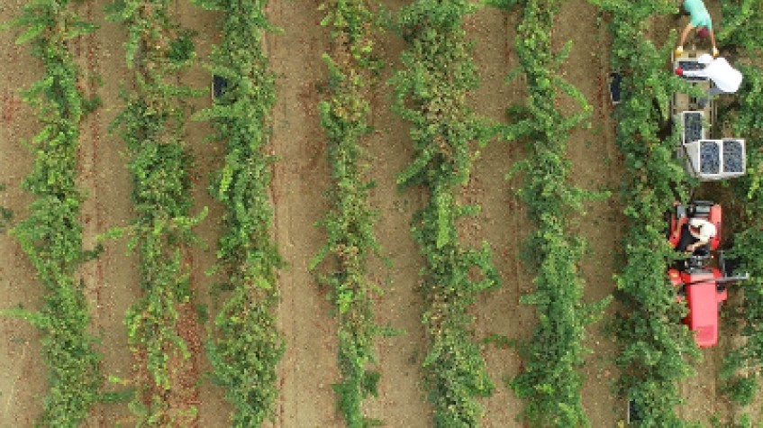 4 Days Istanbul Planting Seedlings/Harvest and Wine Testing Tour photo 6