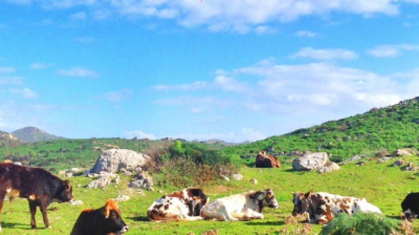 Daily Bodrum Trekking Tour photo 5