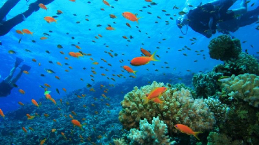 Daily Scuba Diving Tour Bodrum photo 7